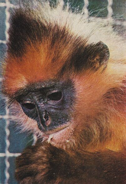 Приматы - _2krasnyjjlangur.jpg