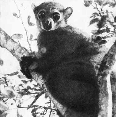 Приматы - _2lepilemur.jpg