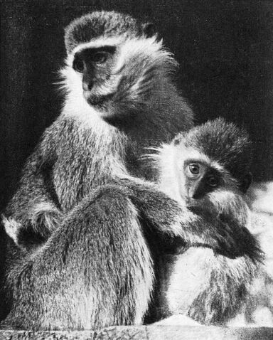 Приматы - _2martyshka.jpg