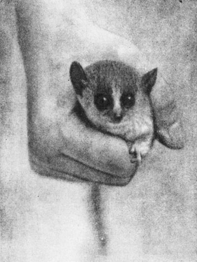 Приматы - _2mikrocebus.jpg