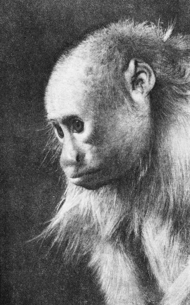 Приматы - _2lysyjjuakari.jpg