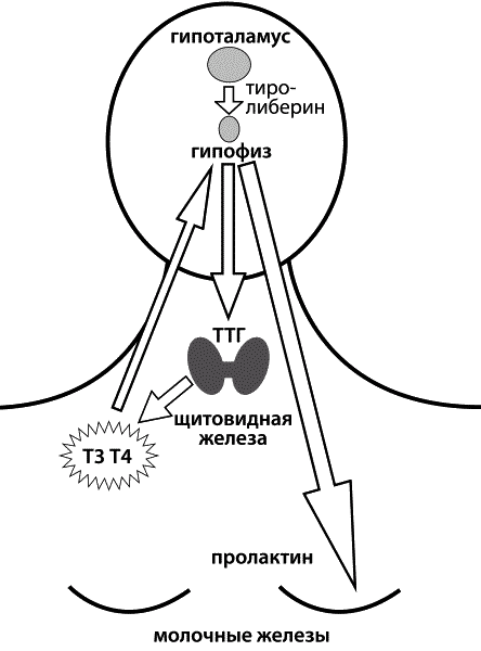 Материнство. От зачатия до родов - ris2.png