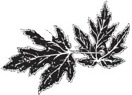 Я обманывать себя не стану… - i_052.png