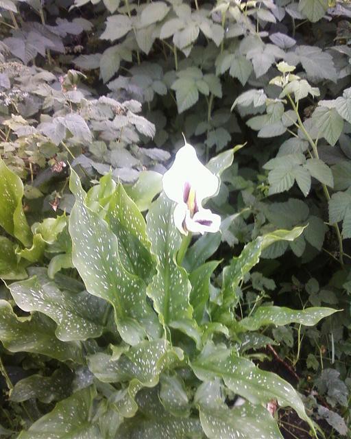 ШокоЛадушки (СИ) - _47.jpg