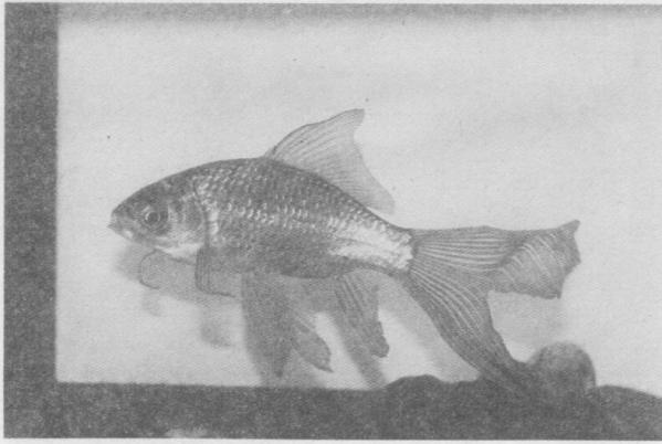 Аквариумы и аквариумные рыбки. Опыт успешного содержания и разведения в домашних условиях - i_006.jpg