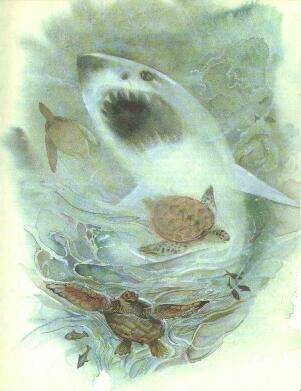 Про коалу Ушастика, черепаху Сарли и Карроинги-эму - img15.jpg