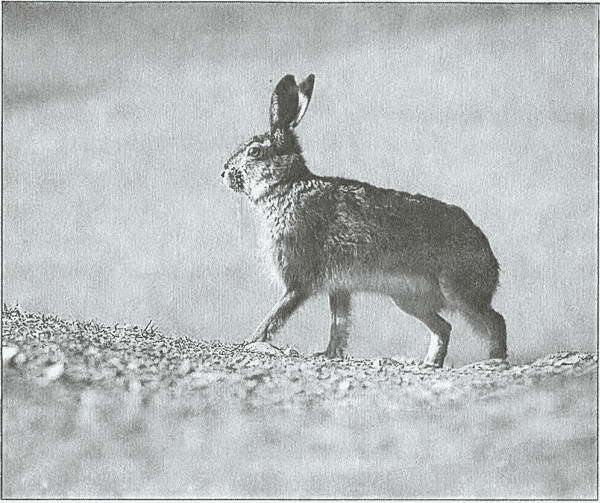 Тайны древних бриттов - i_061.jpg