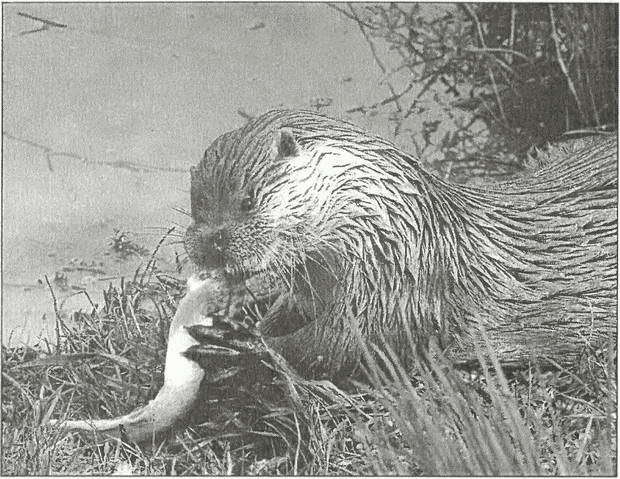 Тайны древних бриттов - i_062.jpg