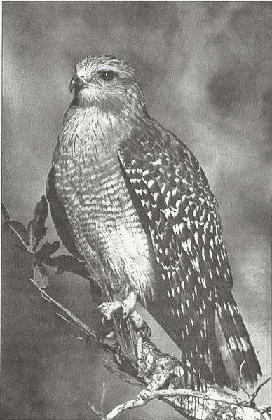 Тайны древних бриттов - i_063.jpg