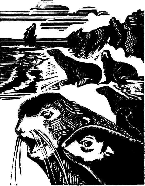 Бухта командора - img_6.jpeg