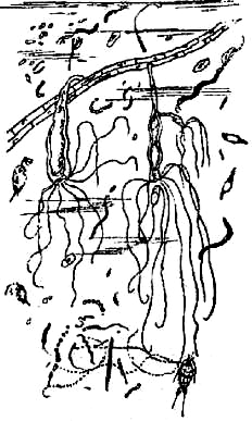 Приключения доктора Скальпеля и фабзавука Николки в мире малых величин - i_015.png