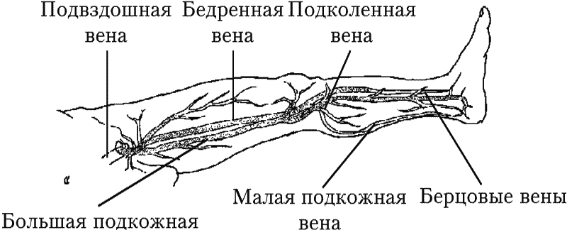 Варикозное расширение вен. Лечение традиционными и нетрадиционными методами - _00.png