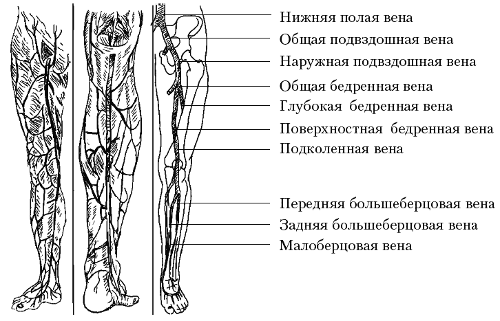 Варикозное расширение вен. Лечение традиционными и нетрадиционными методами - _00_0.png