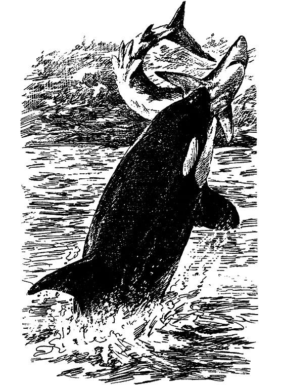 Могучий властелин морей. Чтобы не было в море тайн - i_015.png