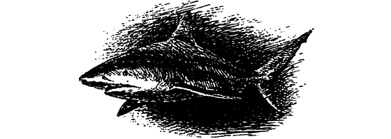 Могучий властелин морей. Чтобы не было в море тайн - i_021.png