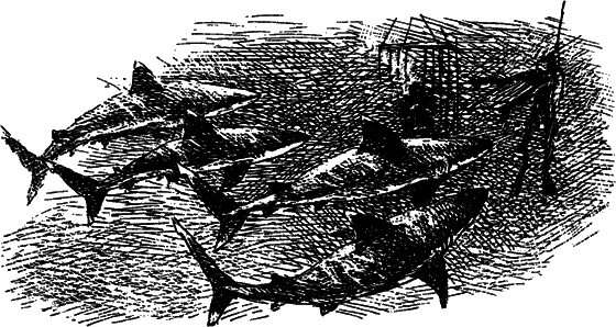 Могучий властелин морей. Чтобы не было в море тайн - i_022.png