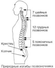 Управление телом по методу Пилатеса - any2fbimgloader44.jpeg