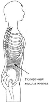 Управление телом по методу Пилатеса - any2fbimgloader93.jpeg