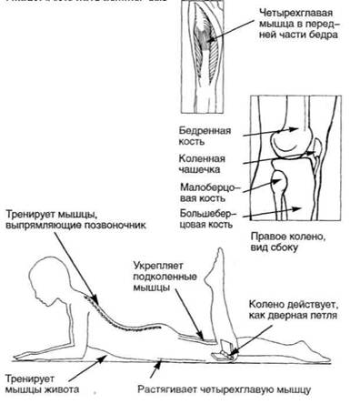 Управление телом по методу Пилатеса - any2fbimgloader96.jpeg