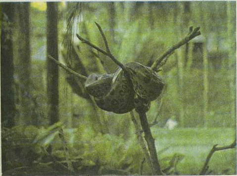 1001 день в Рио-де-Жанейро - i_041.png