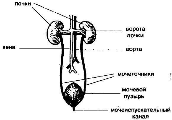 Болезни почек - i_001.jpg