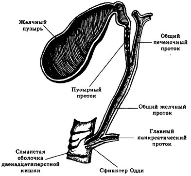 Болезни печени - i_002.jpg