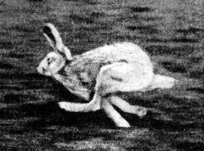 Жизнь леса - i_025.jpg