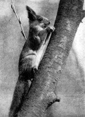 Жизнь леса - i_026.jpg