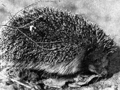 Жизнь леса - i_028.jpg