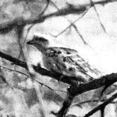 Жизнь леса - i_048.jpg