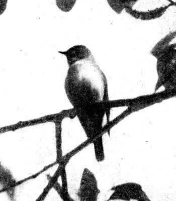 Жизнь леса - i_049.jpg