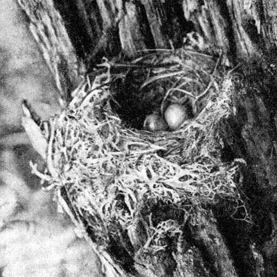 Жизнь леса - i_050.jpg