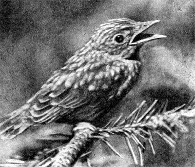 Жизнь леса - i_051.jpg