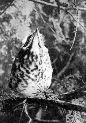 Жизнь леса - i_053.jpg