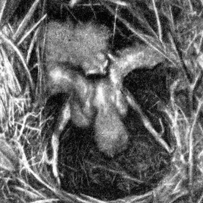 Жизнь леса - i_054.jpg