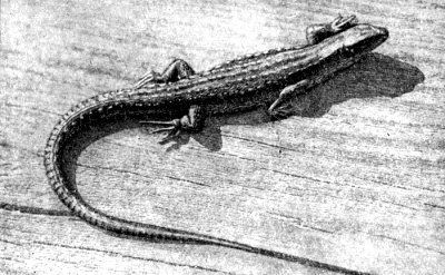 Жизнь леса - i_073.jpg