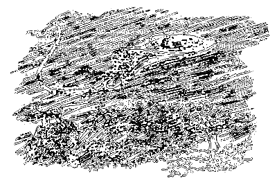 Бешеная акула - i_015.png