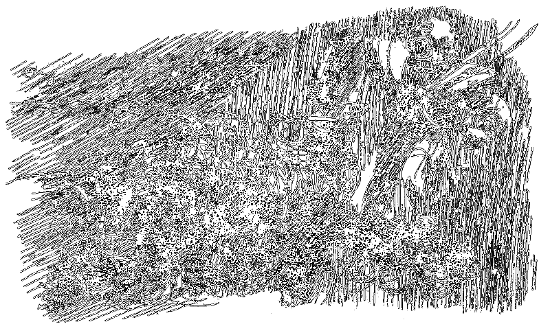 Бешеная акула - i_016.png