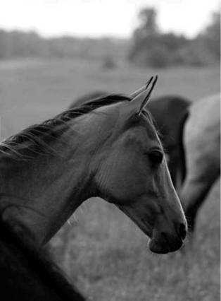 Лошадь на даче - pic_13.jpg