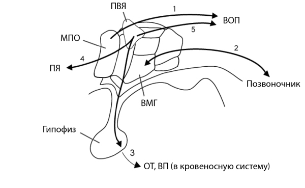 Химия любви. Научный взгляд на любовь, секс и влечение - i_001.jpg