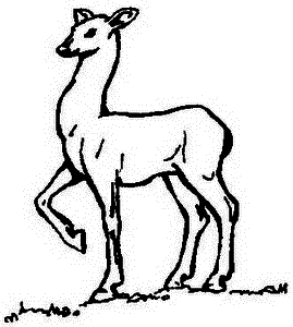 Очерки по истории географических открытий. Великие географические открытия (конец XV — середина XVII в.). Том 2. - i_019.png