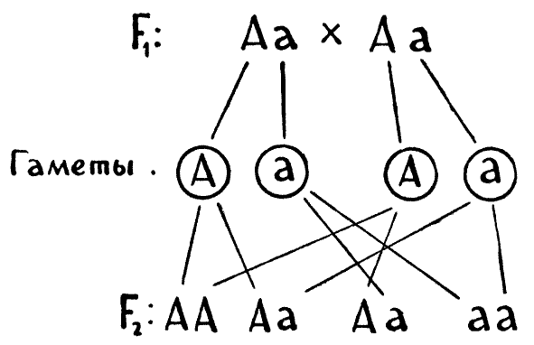 Мы и её величество ДНК - img_12.png