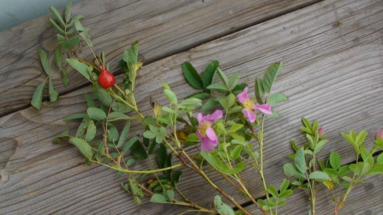 Ронин  - i_005.png