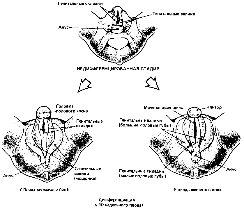 Что такое психология - img_96.png