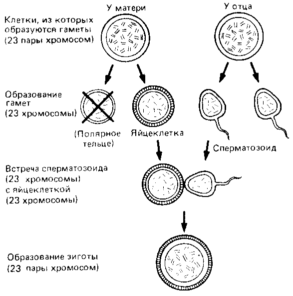 Что такое психология - img_229.png