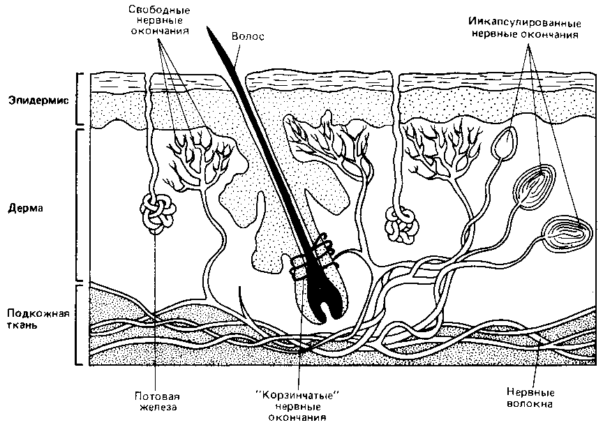 Что такое психология - img_234.png