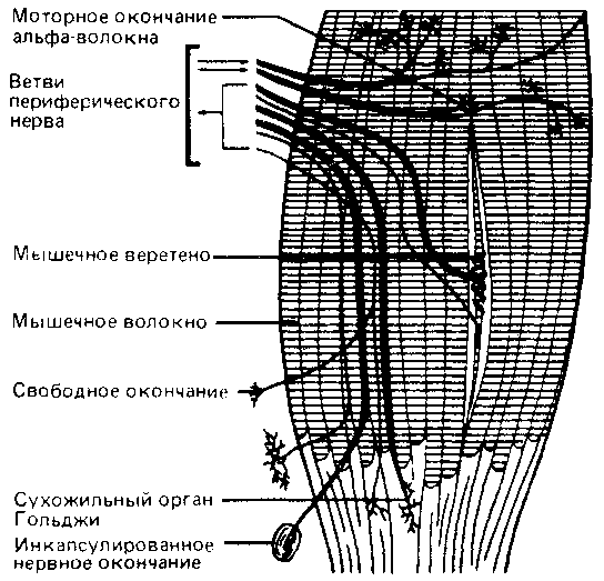 Что такое психология - img_235.png