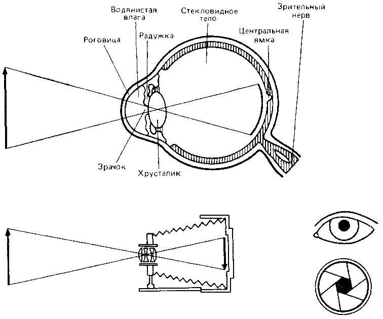 Что такое психология - img_243.png