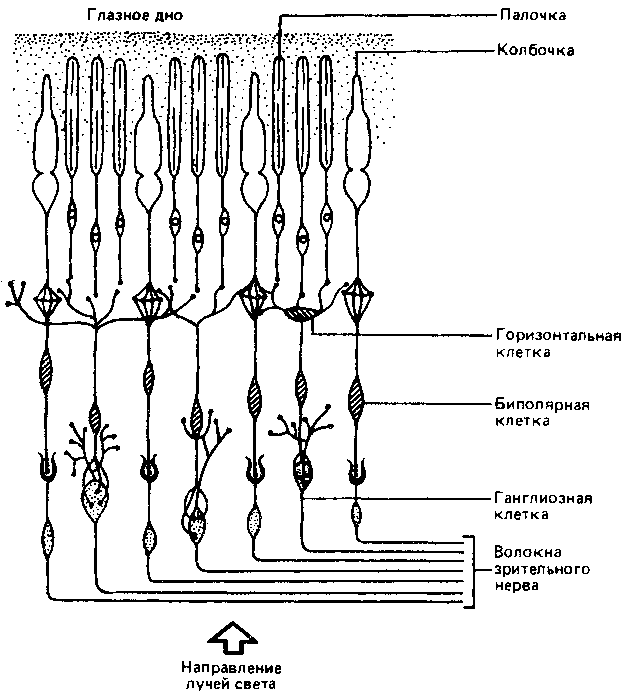 Что такое психология - img_245.png