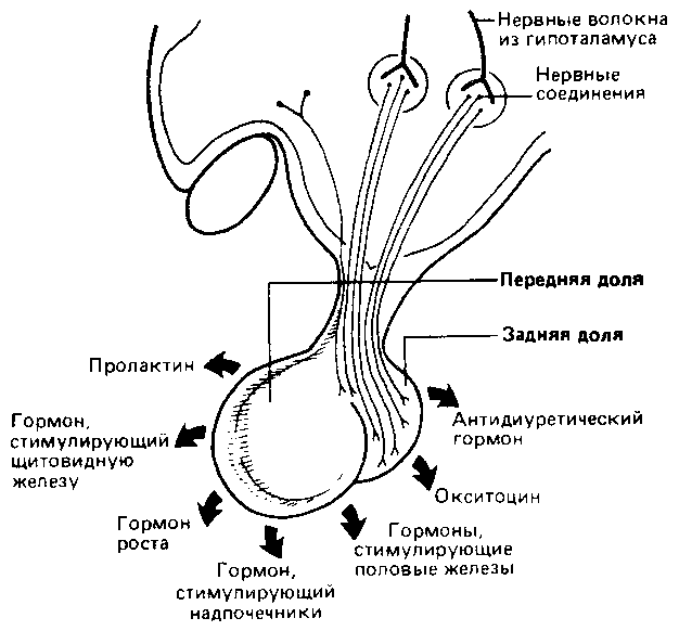 Что такое психология - img_248.png